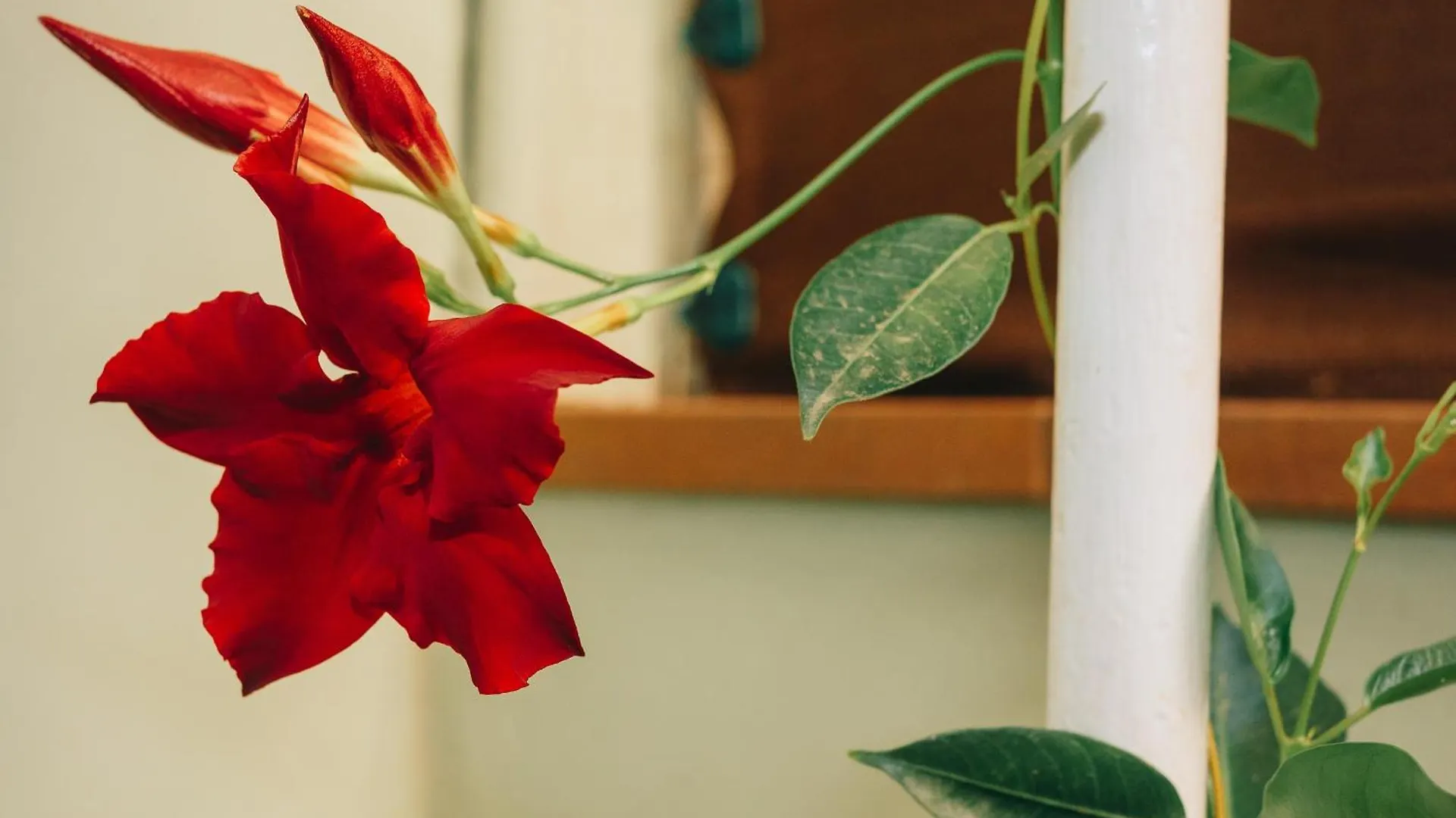 Homestay Casona Mafalda Prato
